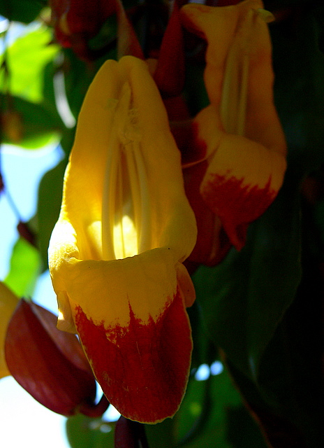 yellow and red.