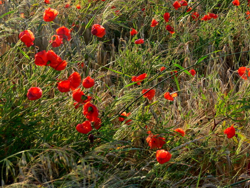 poppies- coquelicots.