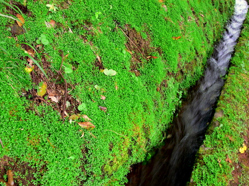 a levada canal.