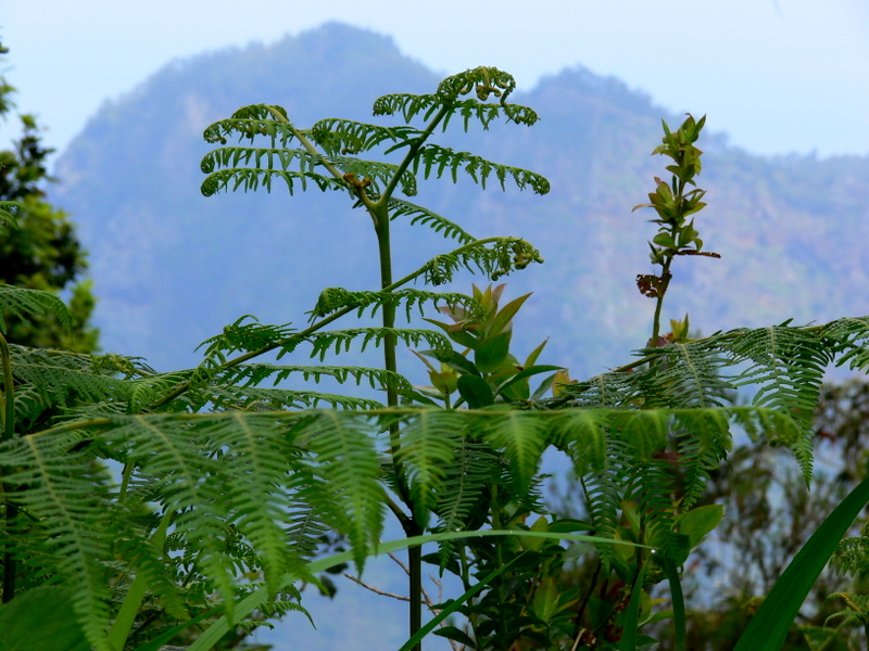 giant ferns.