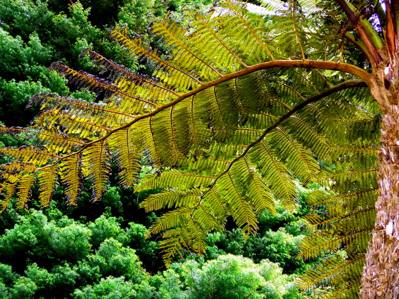 fougre arborescente.