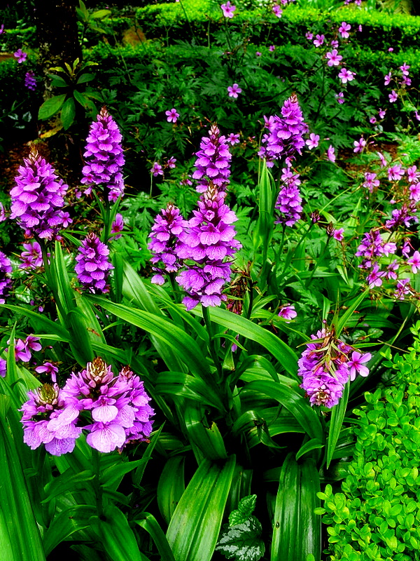 wild orchids