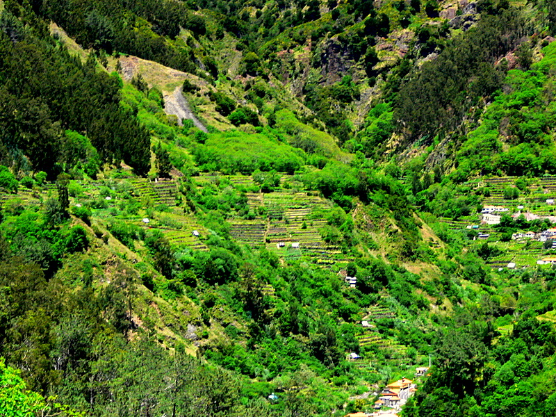 terrace cultivation.
