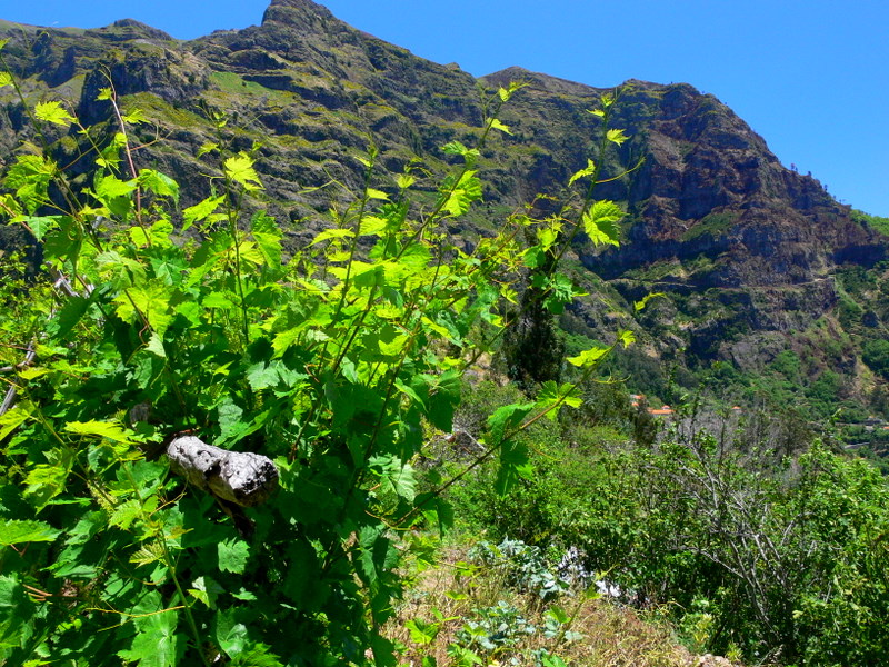 la vigne.