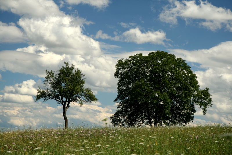 juillet en Alsace.