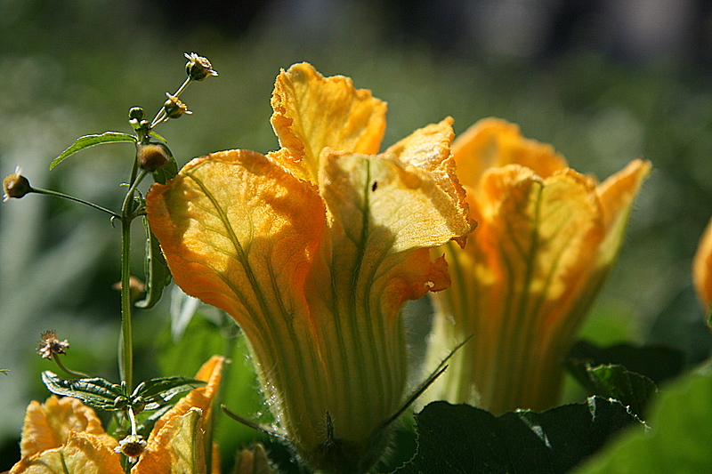 zucchini flowers.