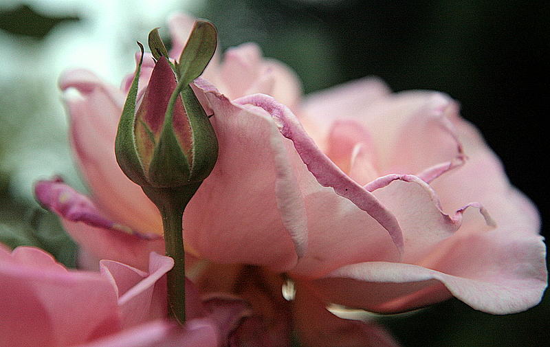 la rose du soir.