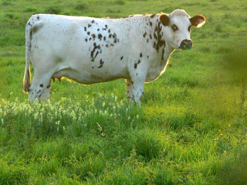 une vache normande