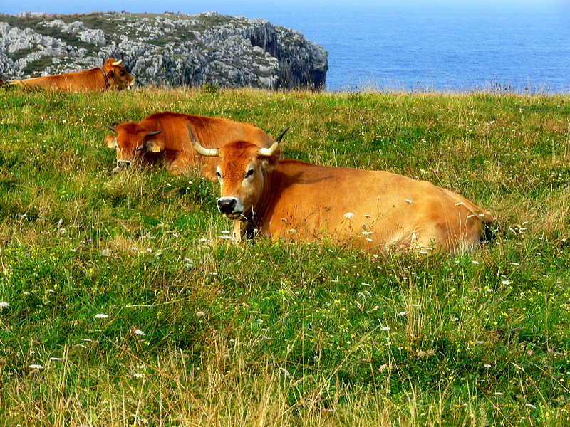 cows on the cliffs.