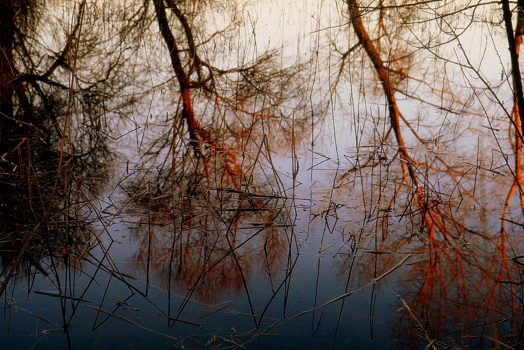 red veins