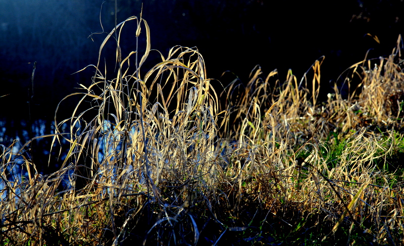winter grass