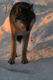 Wolf, Ranua Arctic Zoo - 5899