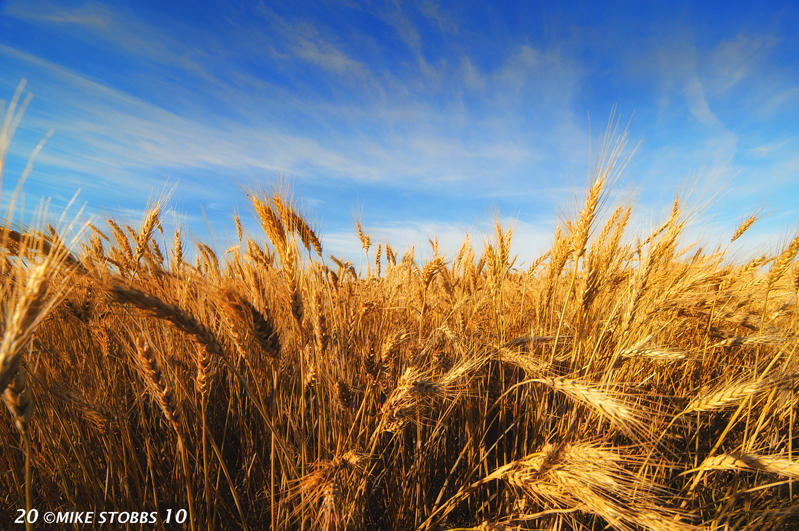 Ready For Harvest