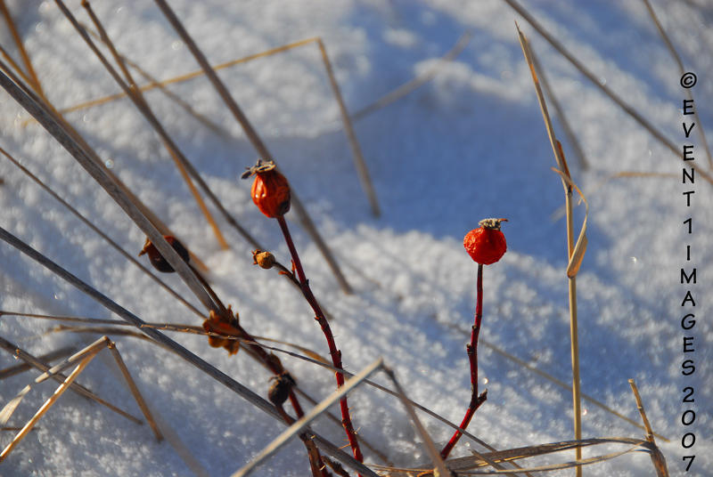 Rose Hips A Hint of Winter Color