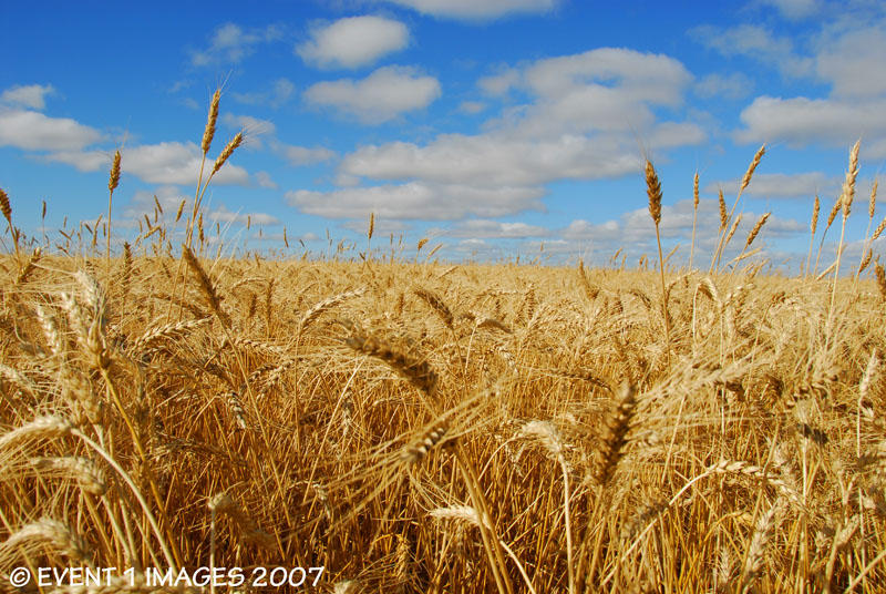 Blue Sky Golden Wheat
