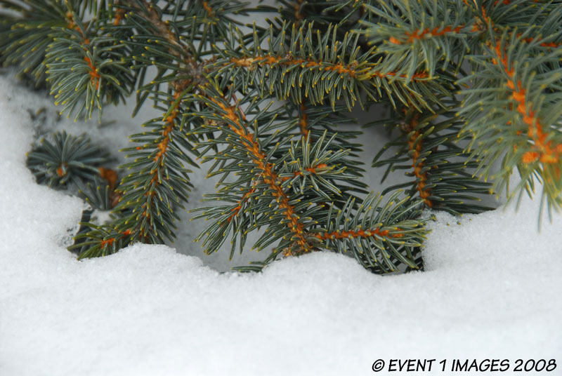 Pine Needles In The Snow