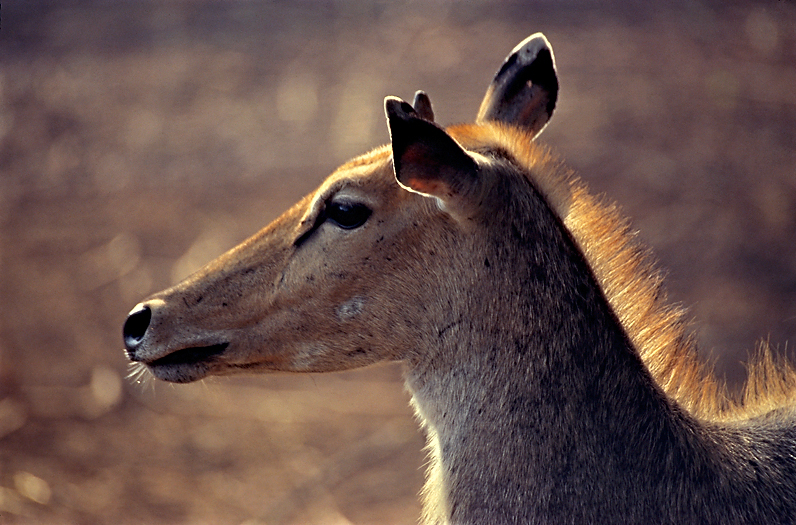 Nilgai portrait