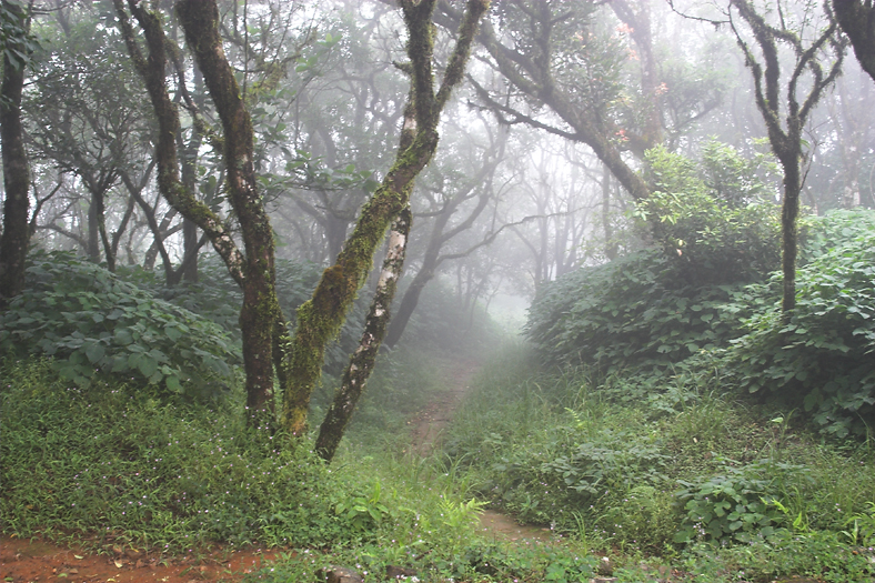 Misty trail