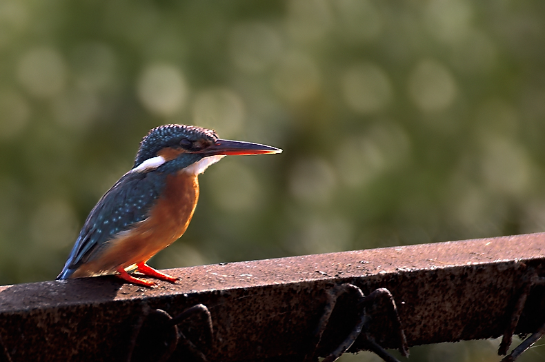 Small blue kingfisher 01