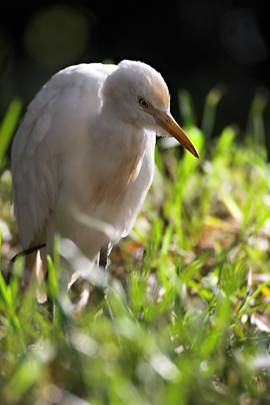 Cattle egret 02