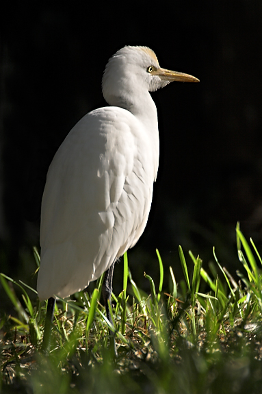 Cattle egret 03