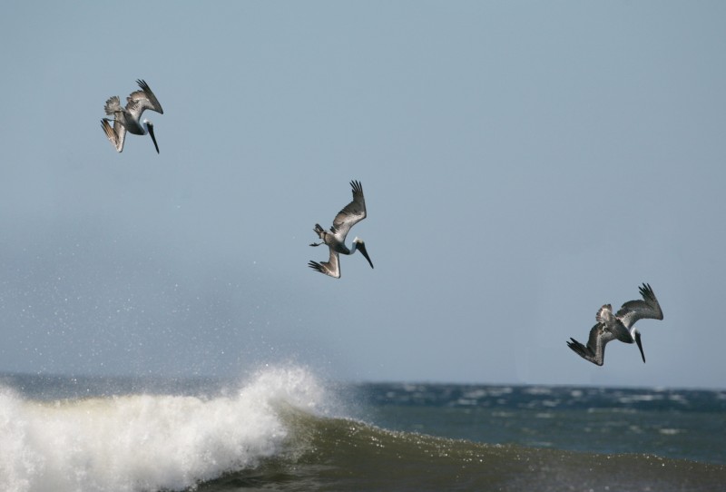 Brown Pelicans diving