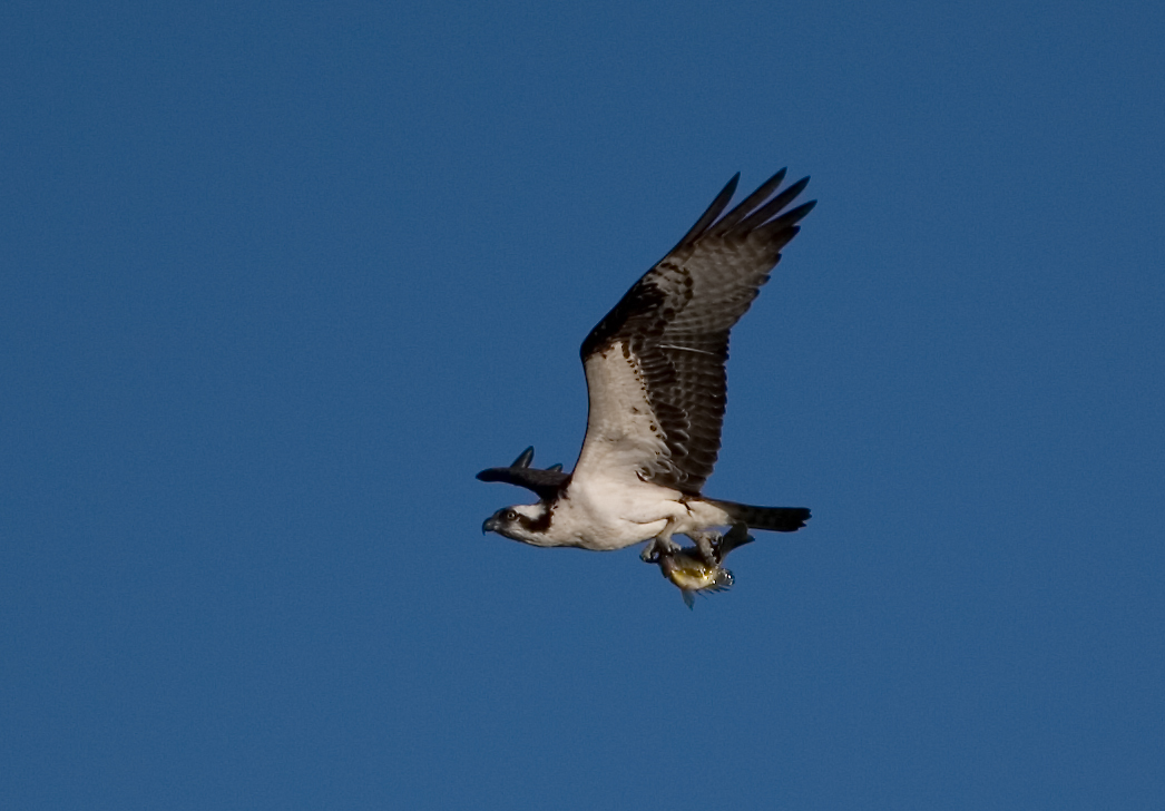 Osprey with Catch