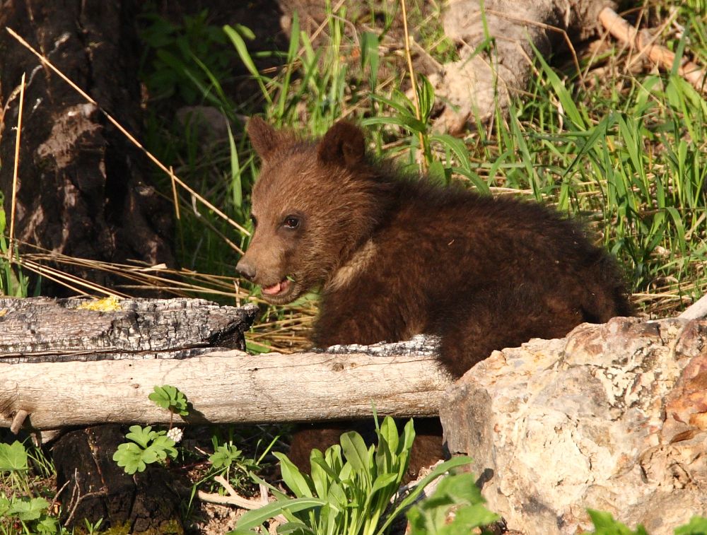 bear cub YELS2567.JPG