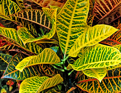Variagated leaves
