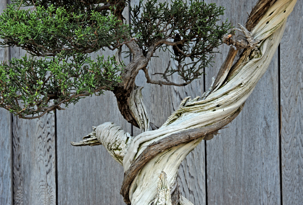 Another Bonsai.
