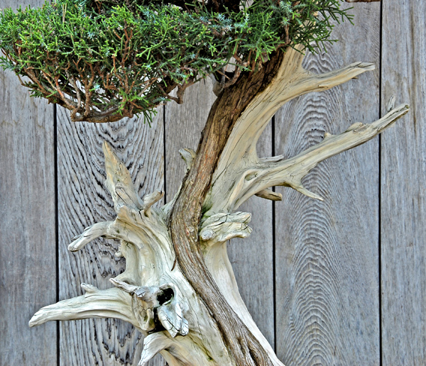 Unusual trunk on Bonsai.