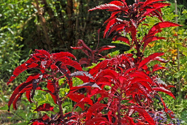Brilliant red plant leaves.