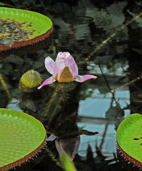 A type of water lily in Conservatory.