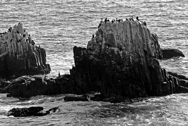 Bird colonies on the rocks.
