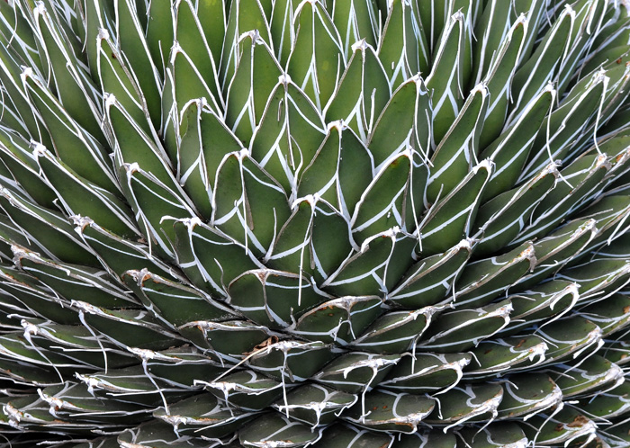 Close-up of Cactus-type plant