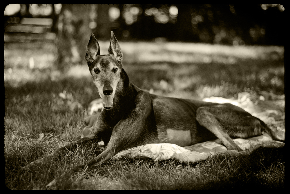 6-30-10 Zoomer3.sepia