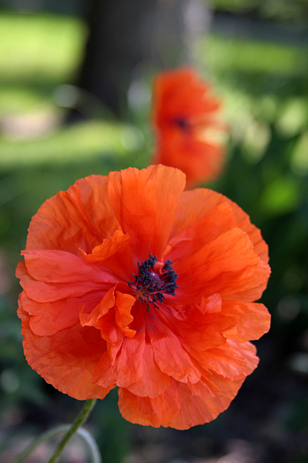 Moms Poppy - 2