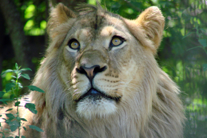 Little Lion signature