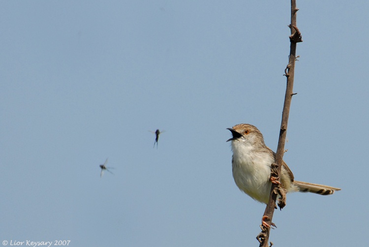 graceful prinia 1