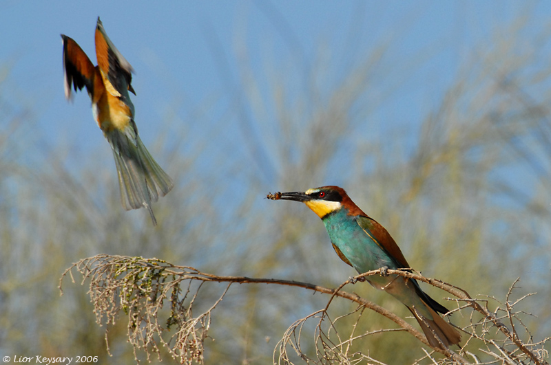 European Bee-eater_6580