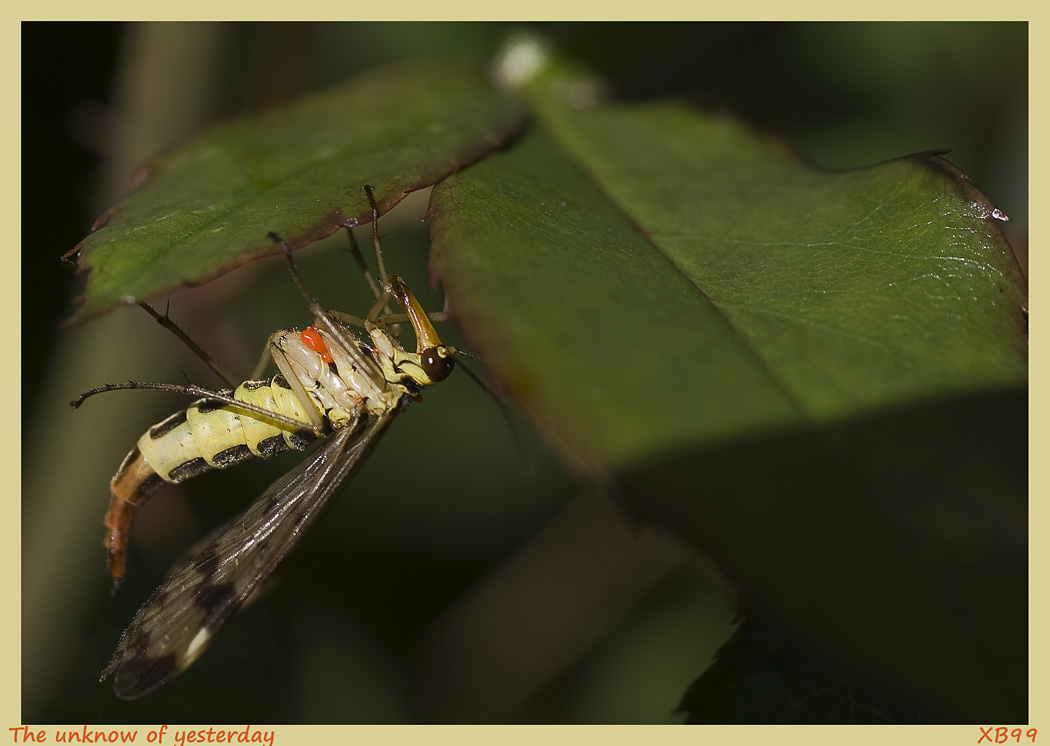 The unknow of yesterday,a Scorpion Fly