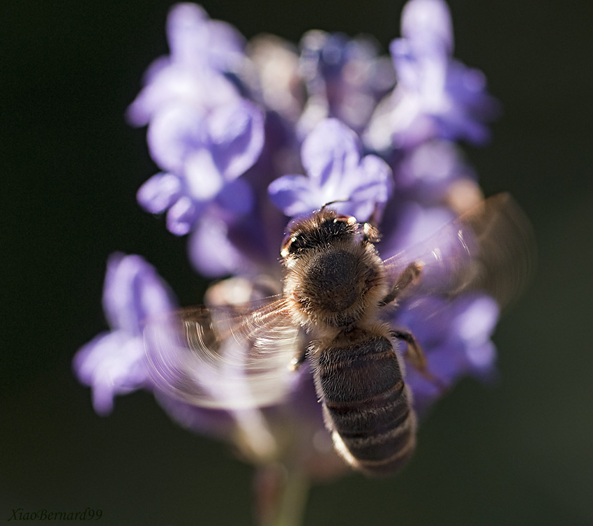 In Flight