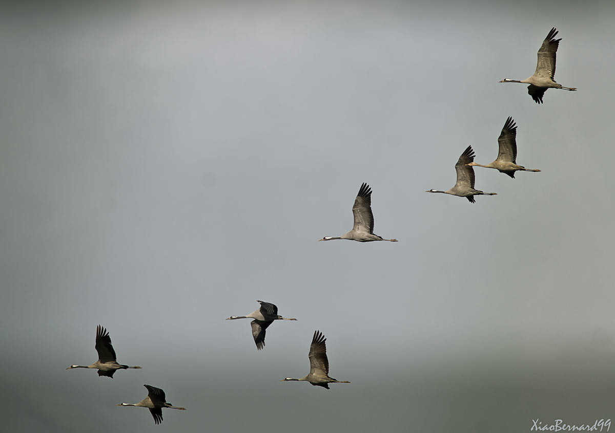 Squadron in the Light