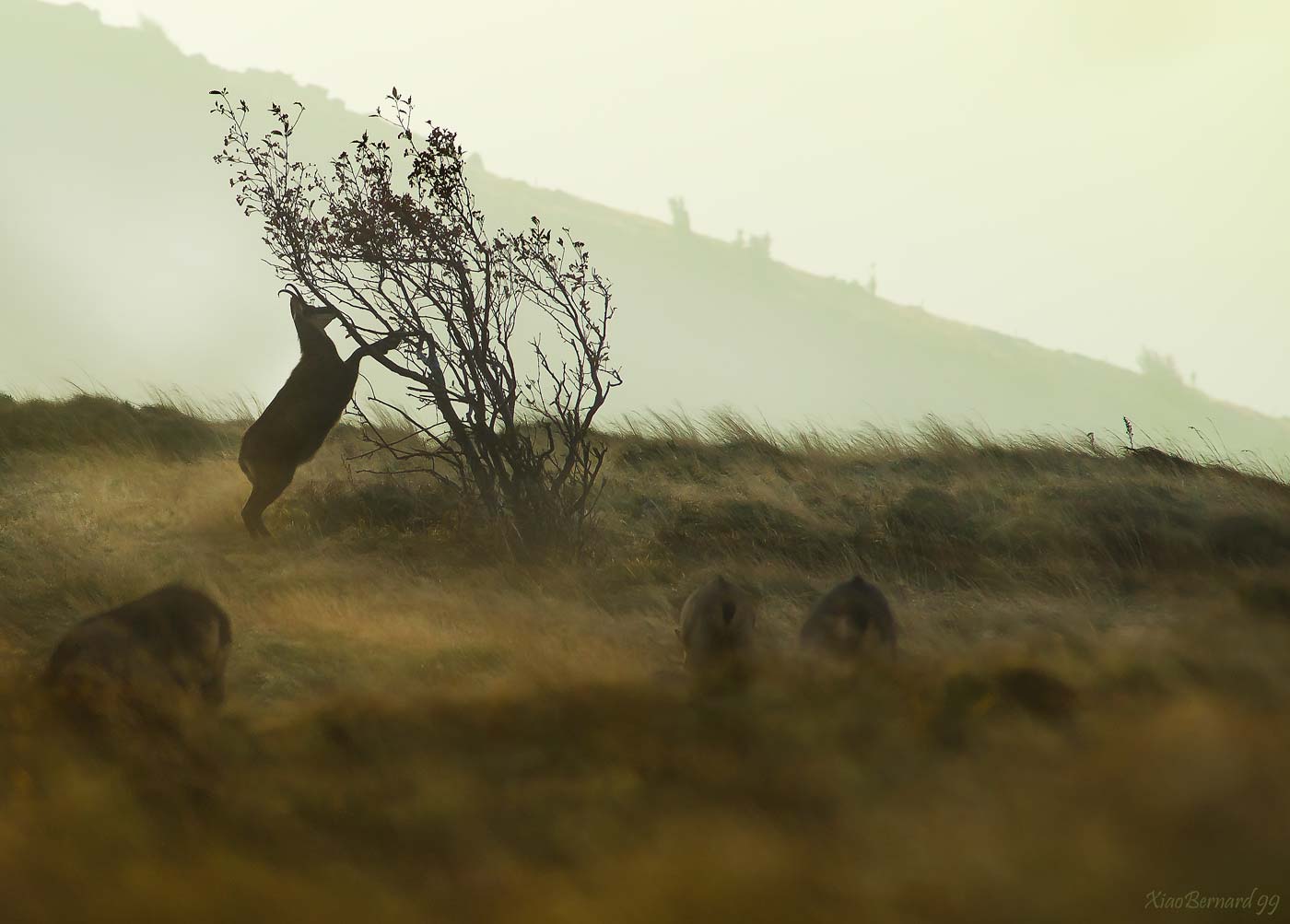 Spring.Early morning in the Land of Chamois IV