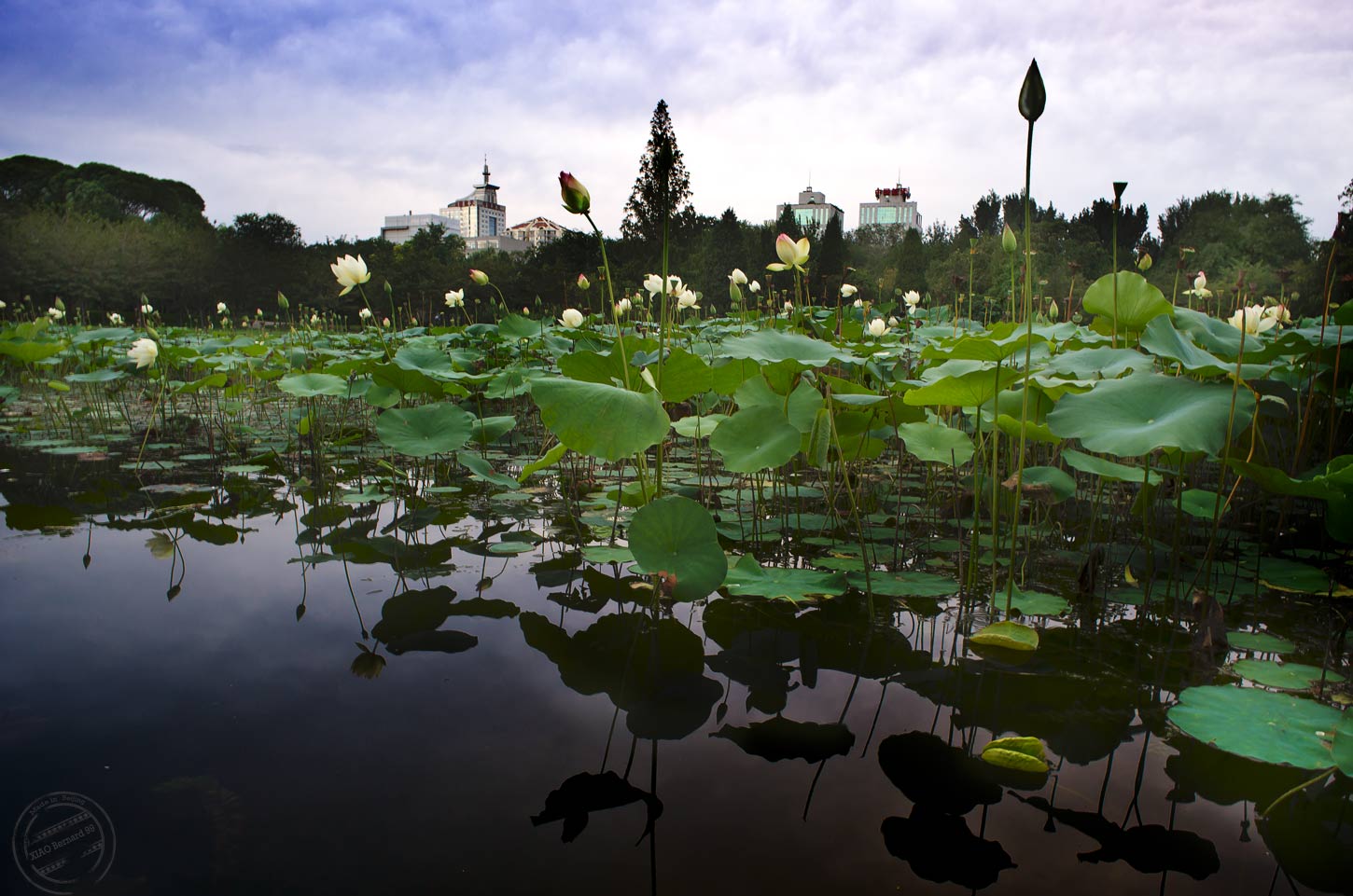 Yuyuantan Park.Lotus Field.
