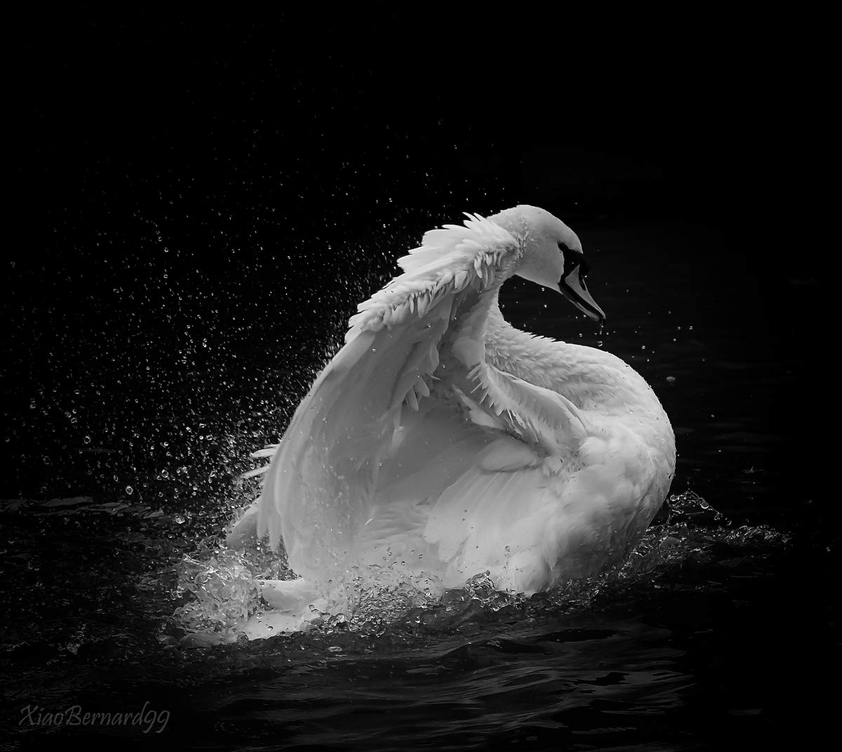 Falls. The Washing of the Swan 