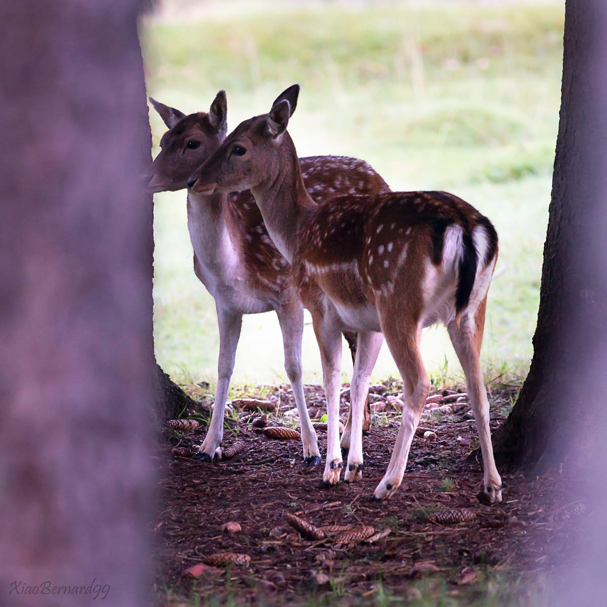 Falls.The Fallow Dear Brothers