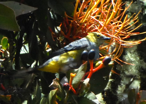 FlycatcherSilky-tailed-web071209.jpg