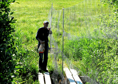 Continuing mist net set up.