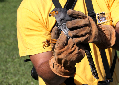 Readying Barred Forest-Falcon for release.